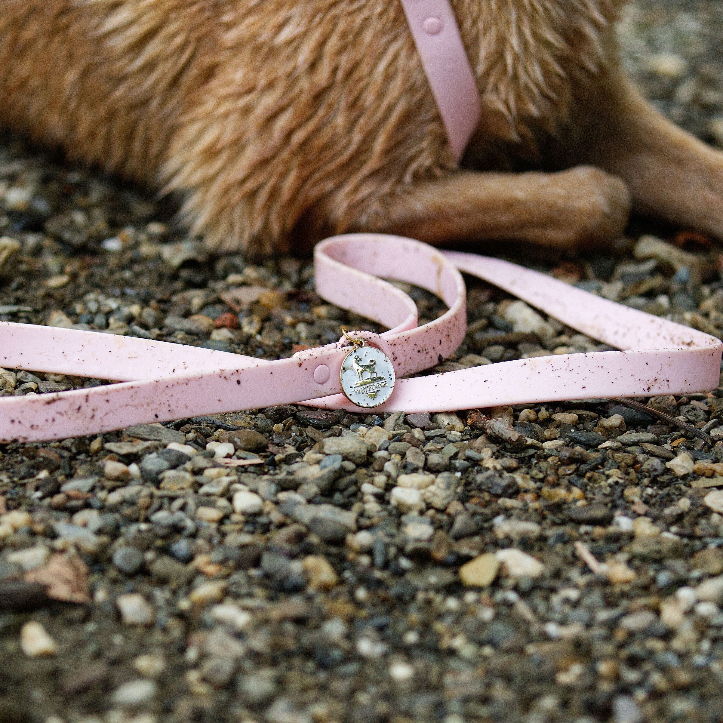 Waterproof Leash – Leashes | Doggo Dream Shop