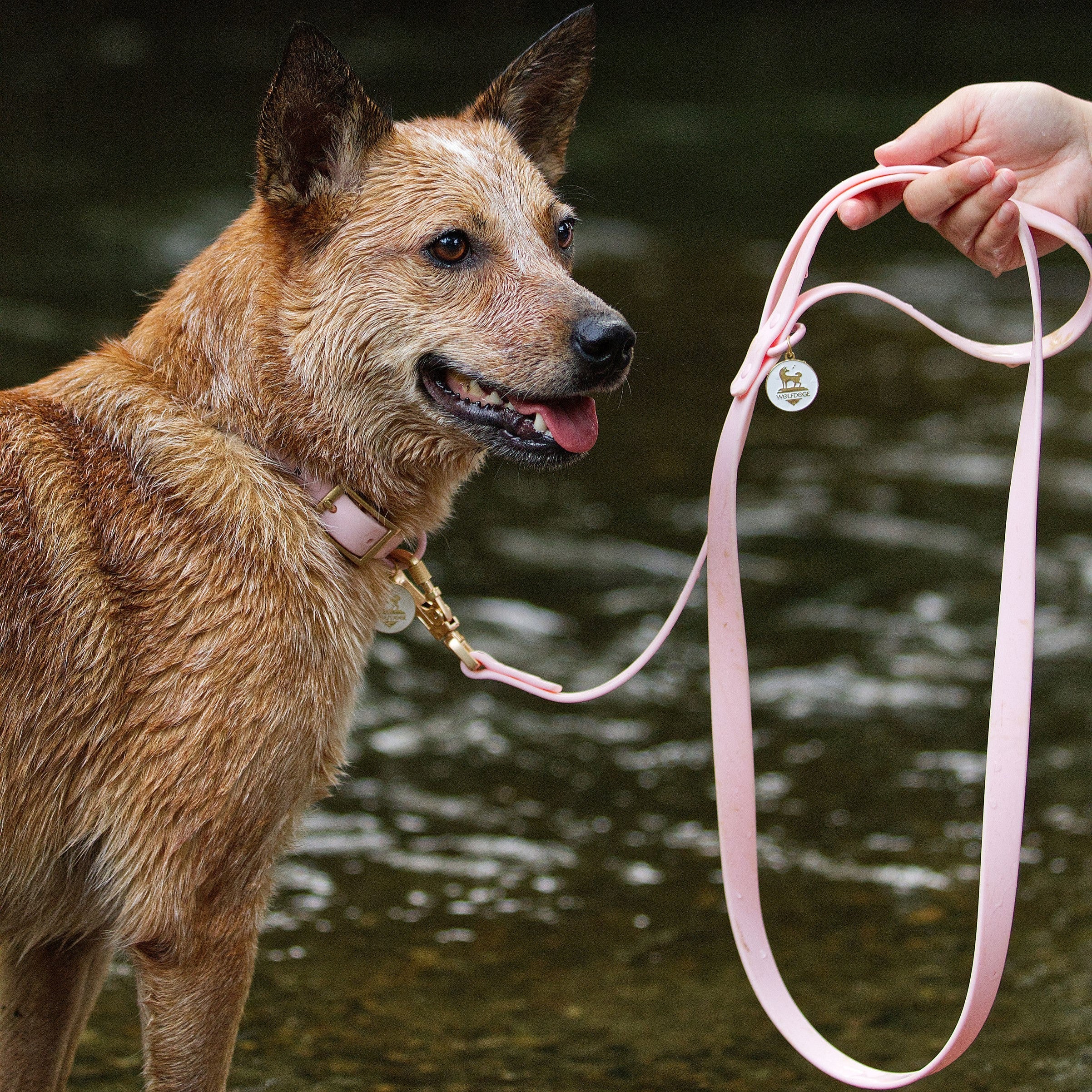 Waterproof Leash – Leashes | Doggo Dream Shop