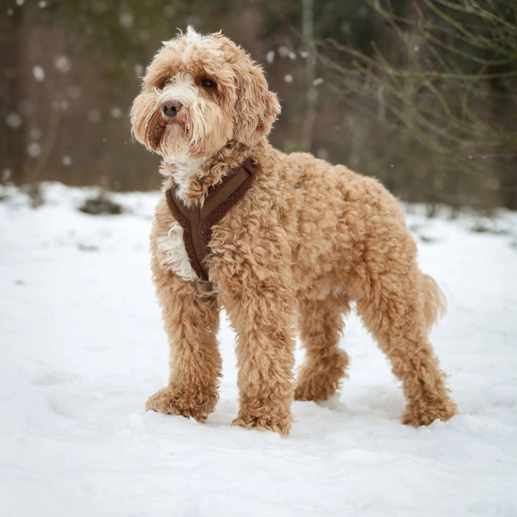 Black Sherpa Dog Harness – Cozy, Adjustable Fit | FURLOU