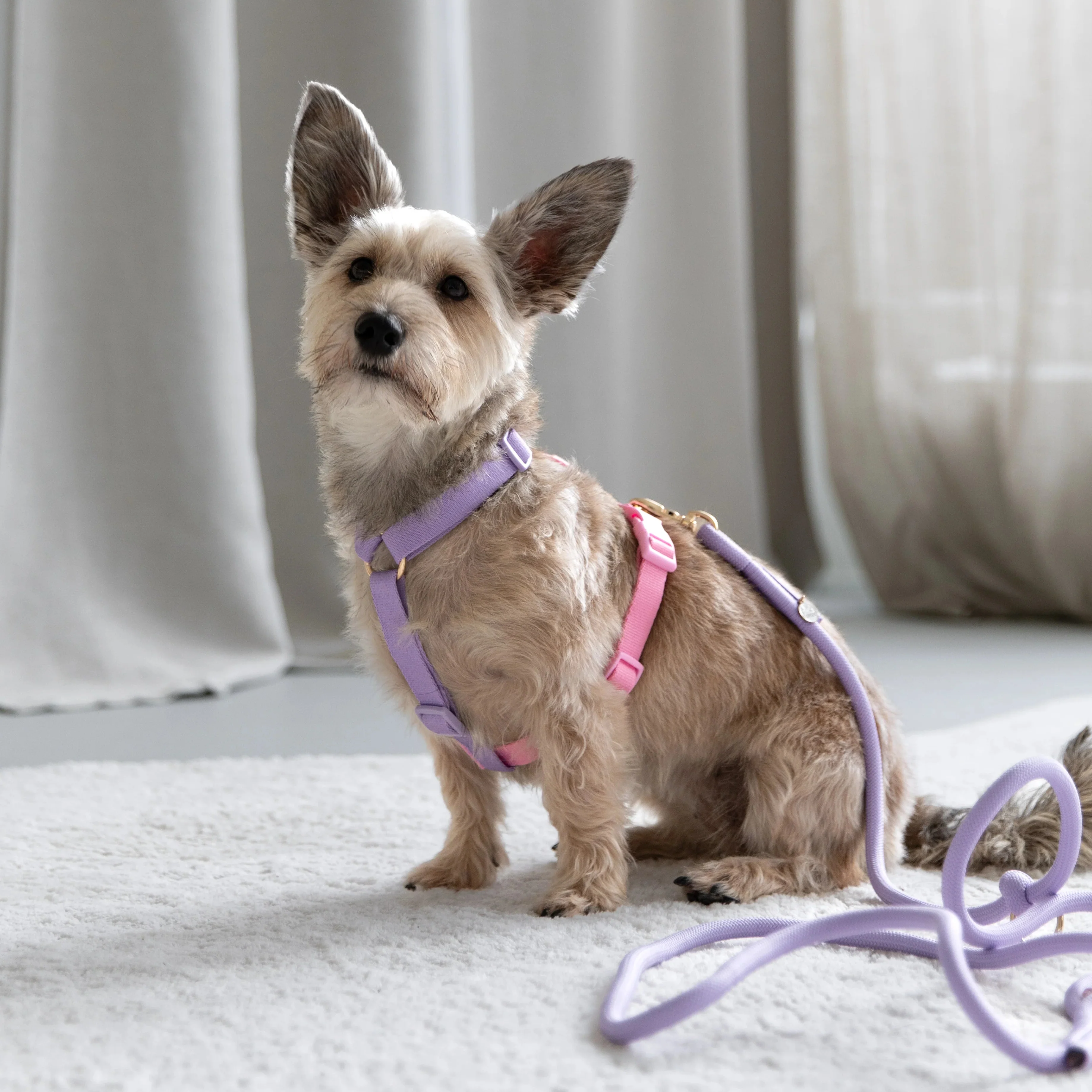 Rainbow Dog Harness