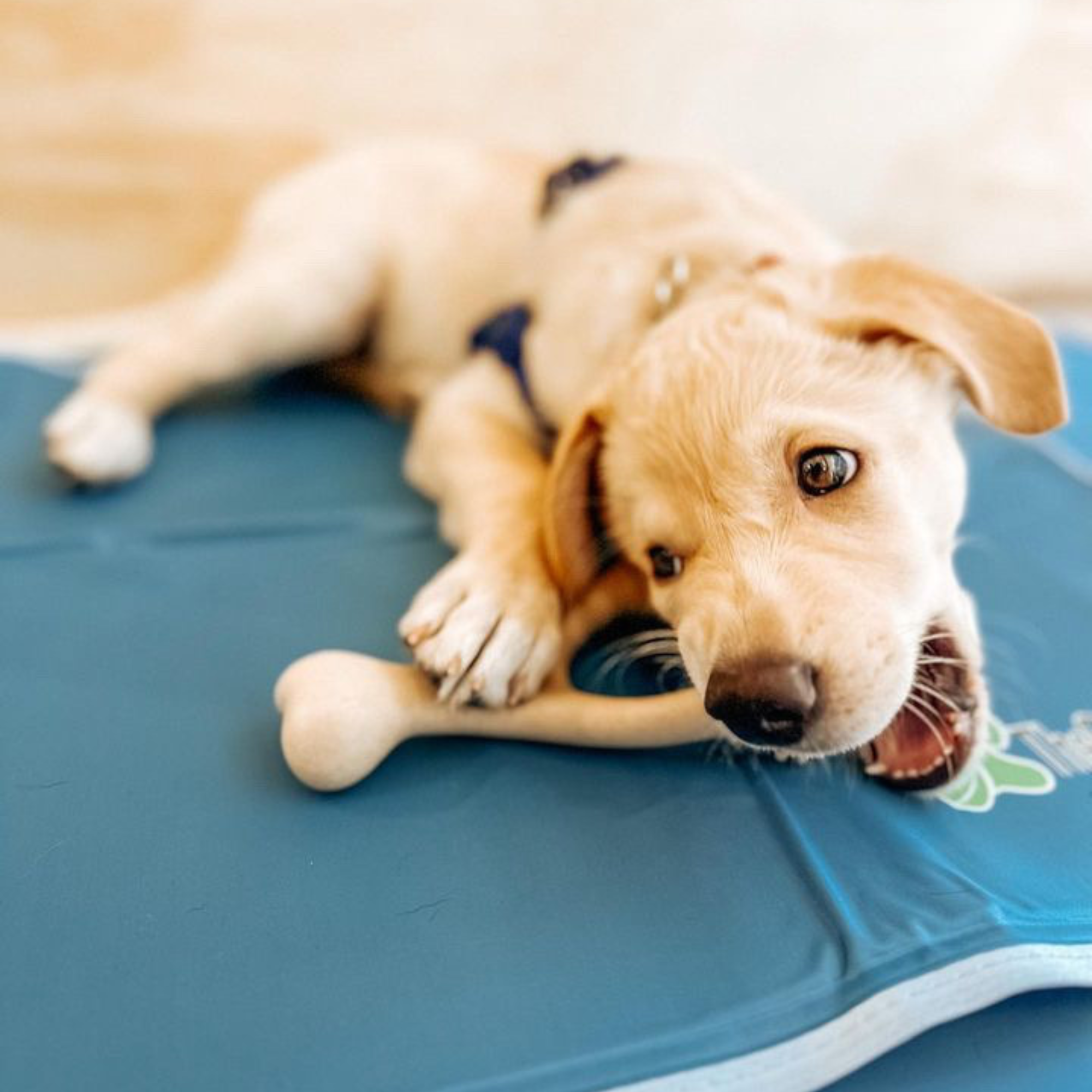 BetterBone SOFT Dog Chew Toy – Natural, Gentle & Perfect for Puppies, Seniors & Light Chewers – Dog Toys | Doggo Dream Shop