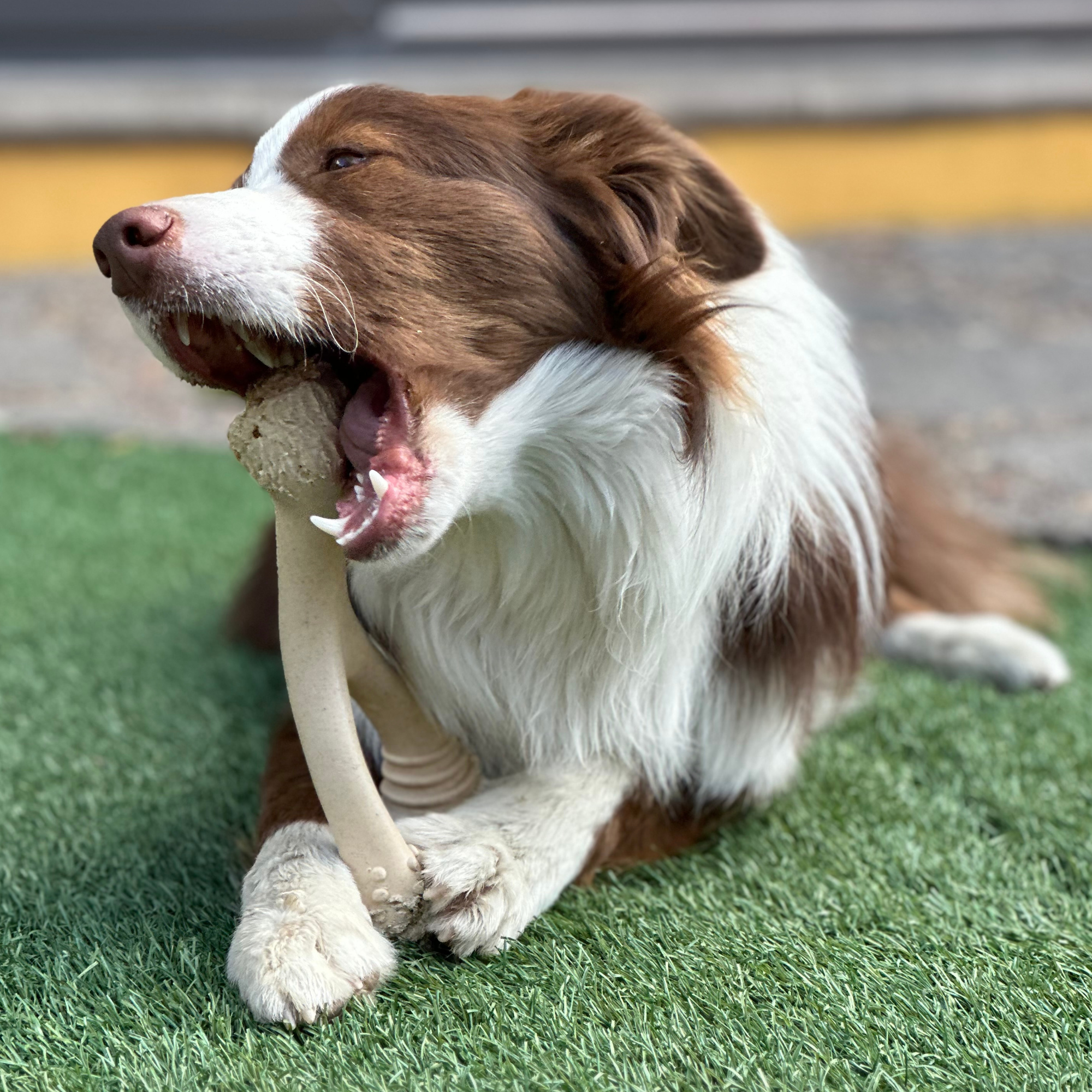 BetterBone SOFT Dog Chew Toy – Natural, Gentle & Perfect for Puppies, Seniors & Light Chewers – Dog Toys | Doggo Dream Shop