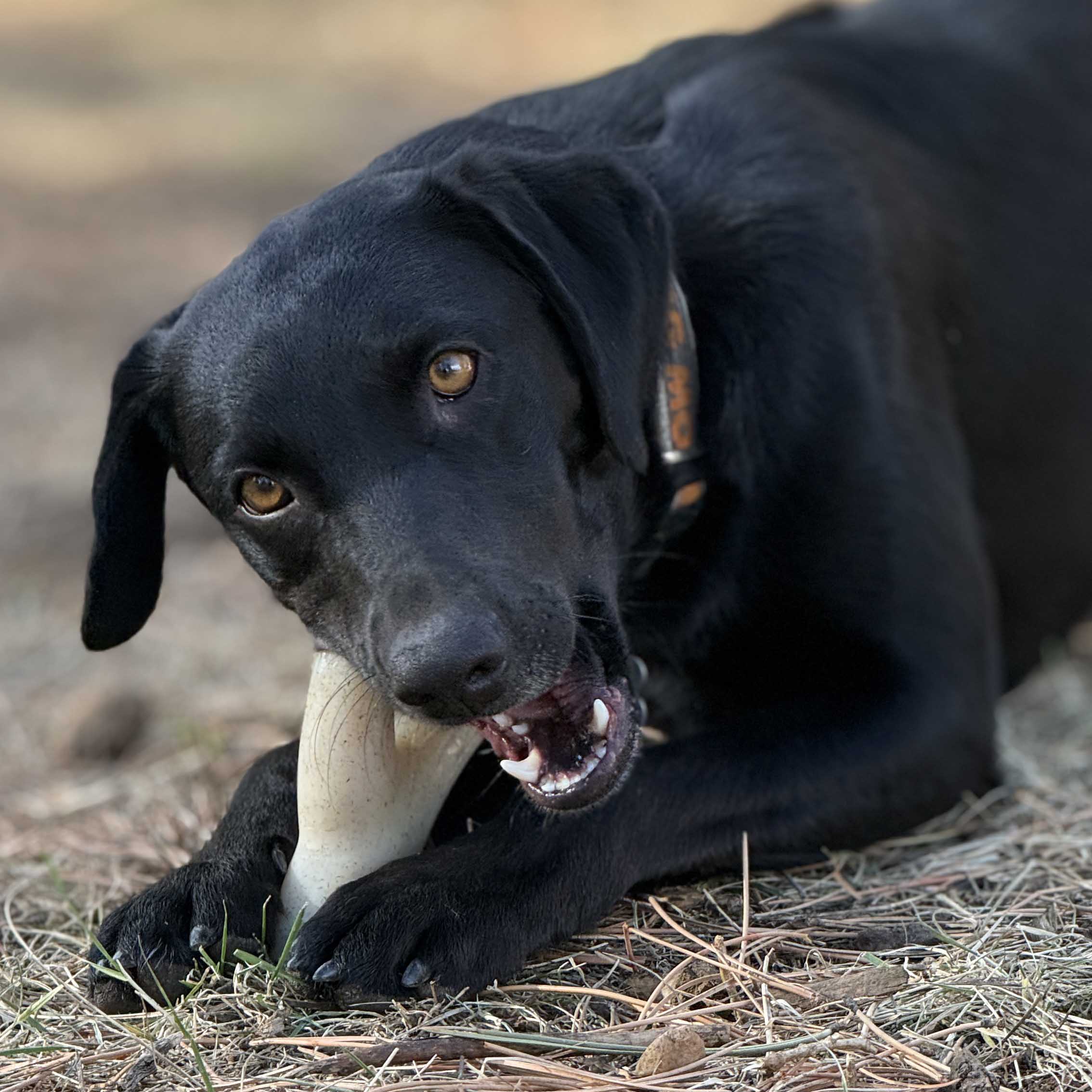 Ever Antler Nylon Chew Bone – Elk Antler Dog Toy for Aggressive Chewers | USA Made