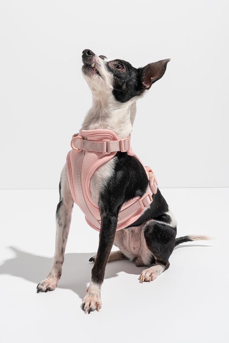 Luxe Harness – Luxe Harness | Doggo Dream Shop