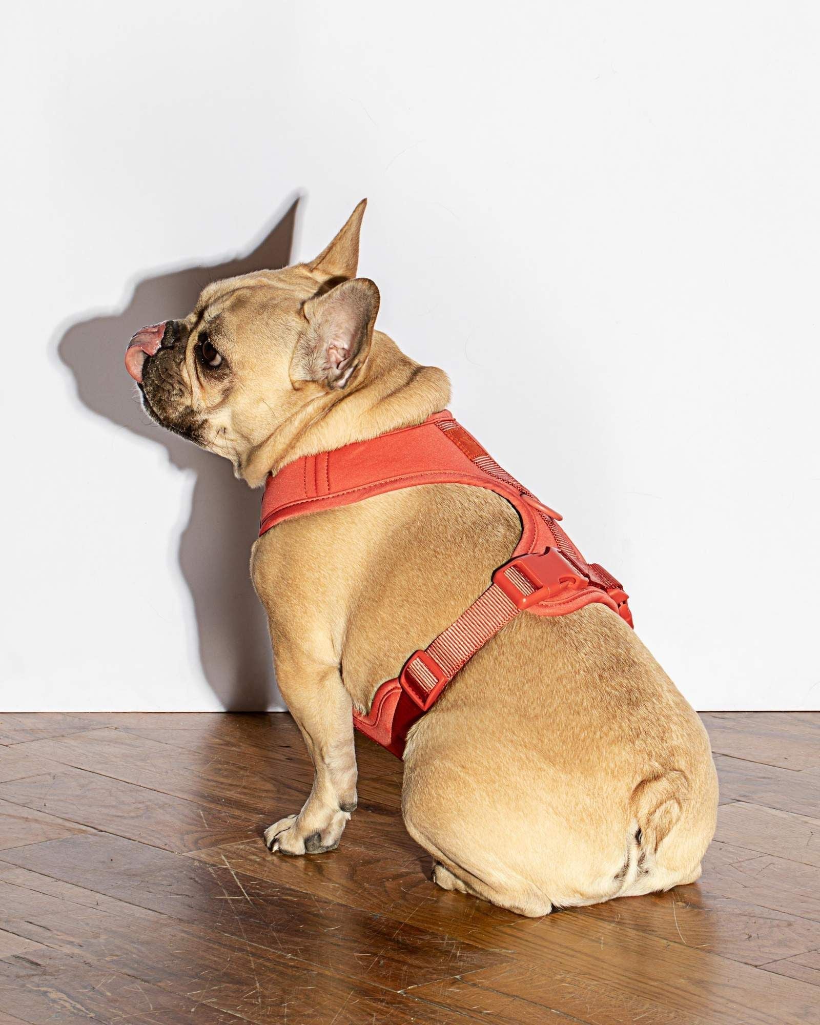 Luxe Harness – Luxe Harness | Doggo Dream Shop