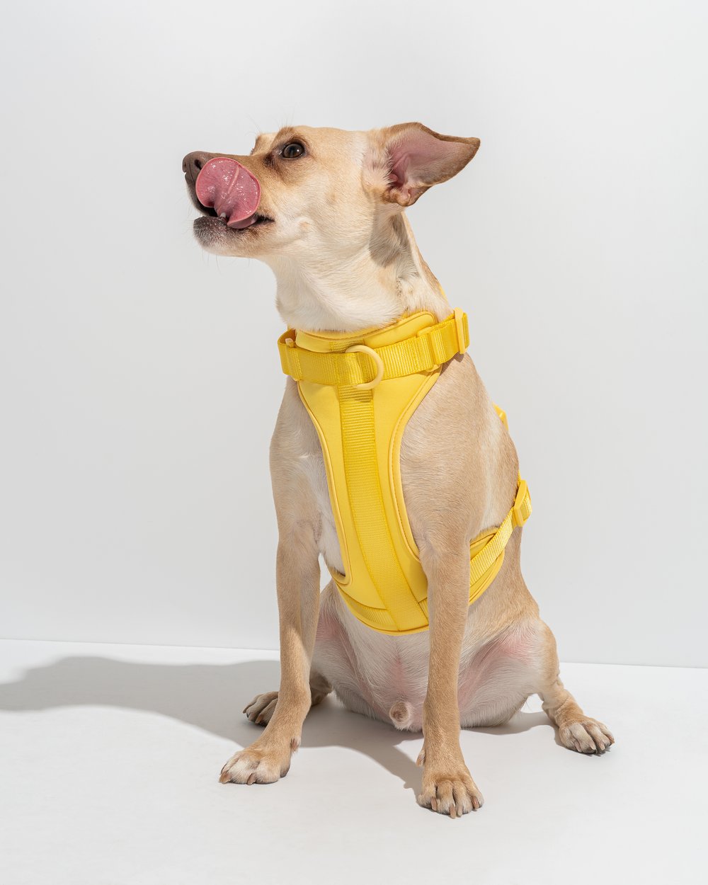 Luxe Harness – Luxe Harness | Doggo Dream Shop