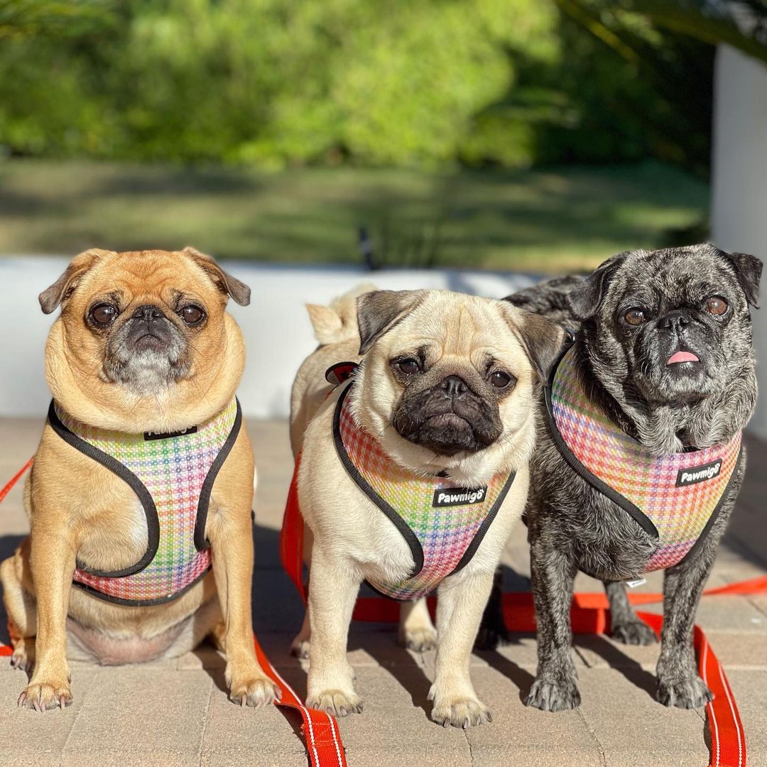 Frootie Patootie Reversible Harness – Reversible Harness | Doggo Dream Shop