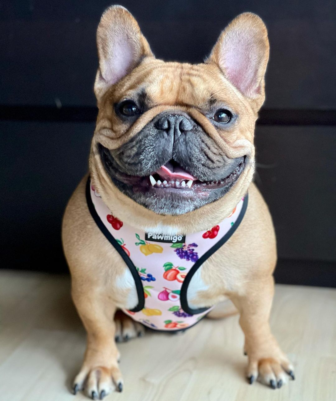 Frootie Patootie Reversible Harness – Reversible Harness | Doggo Dream Shop