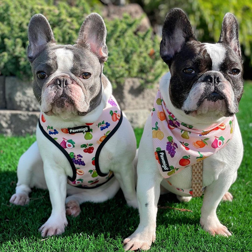 Frootie Patootie Cooling Bandana – Seasonal Bandana | Doggo Dream Shop