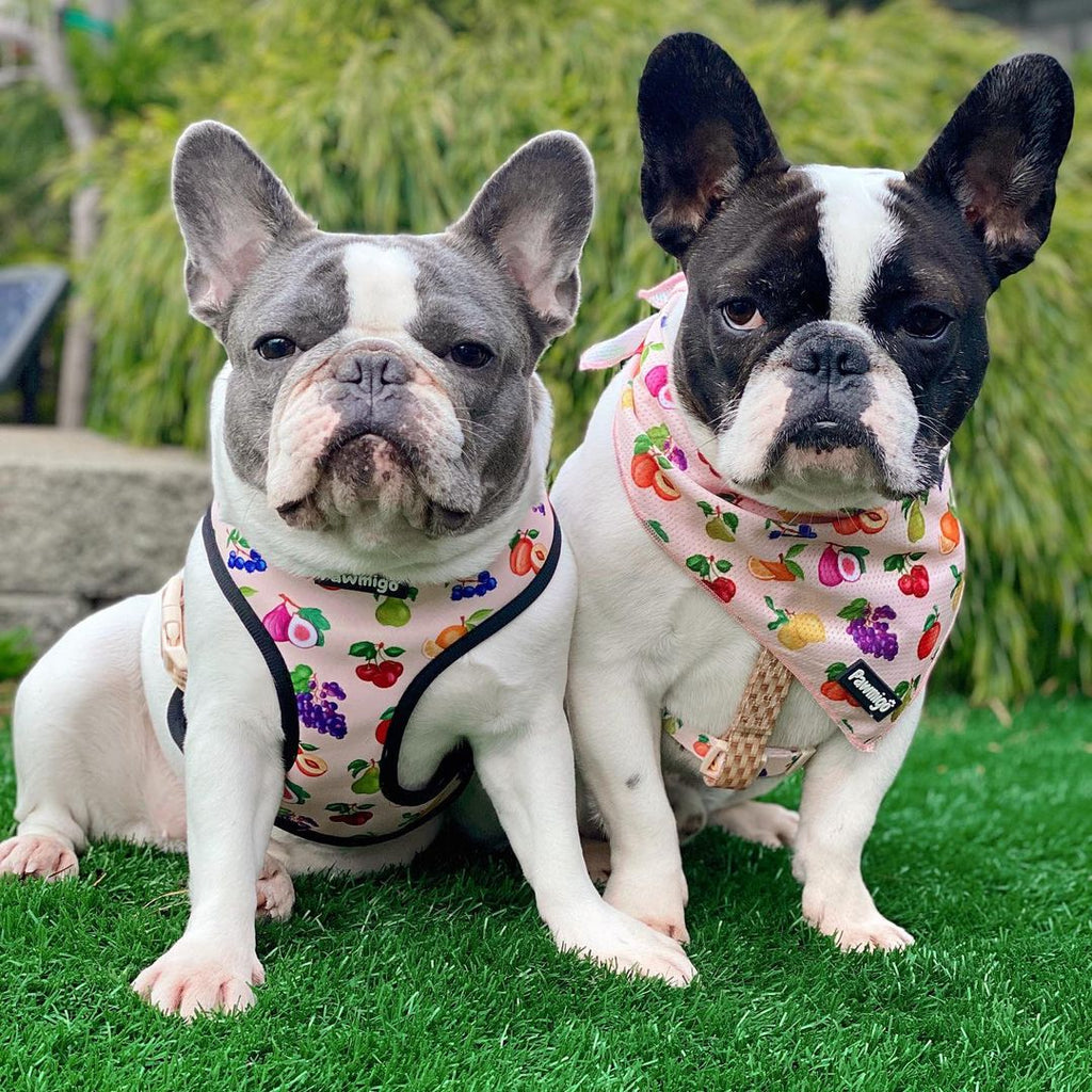 Frootie Patootie Free-Fit Harness – Free-Fit Harness | Doggo Dream Shop