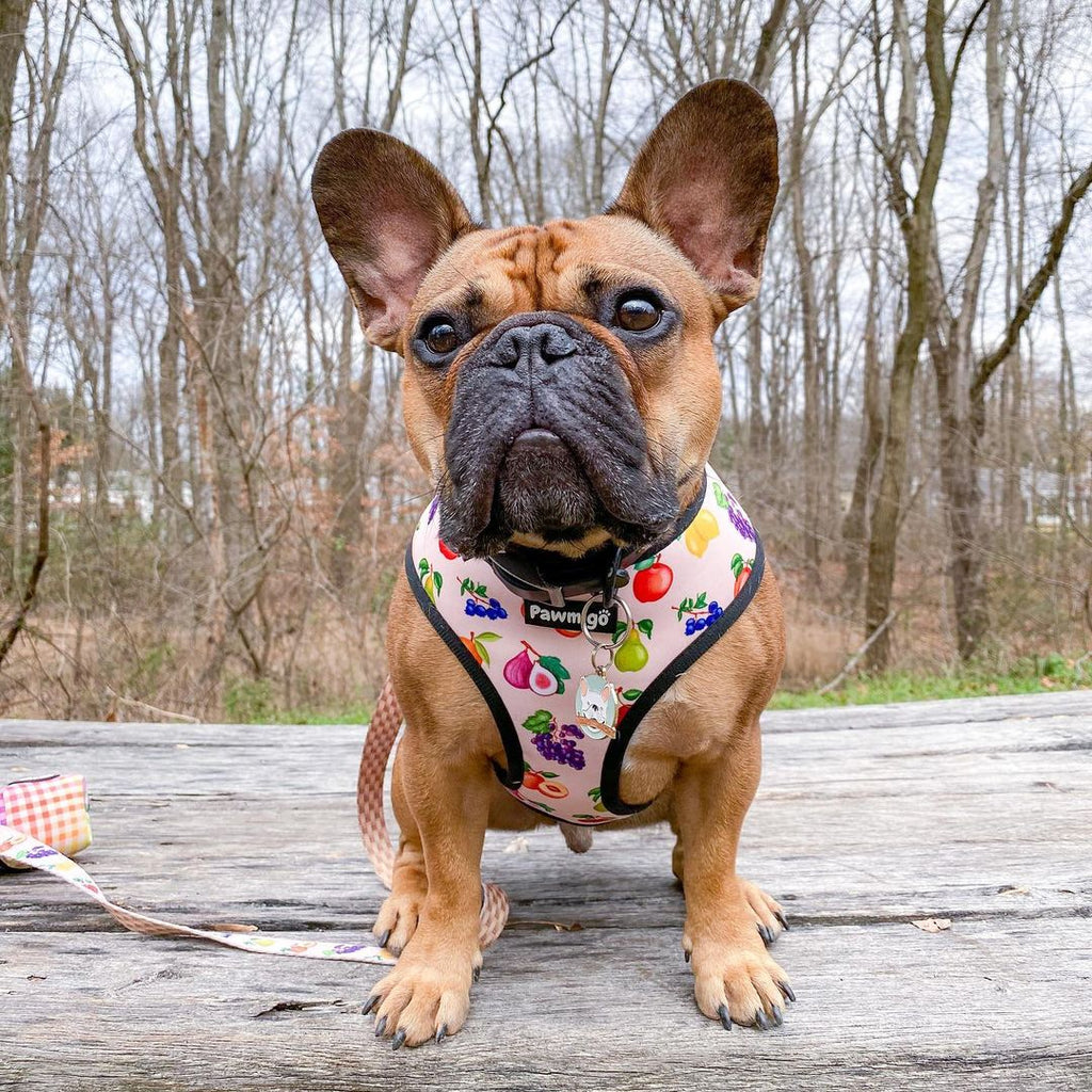 Frootie Patootie Reversible Harness – Reversible Harness | Doggo Dream Shop