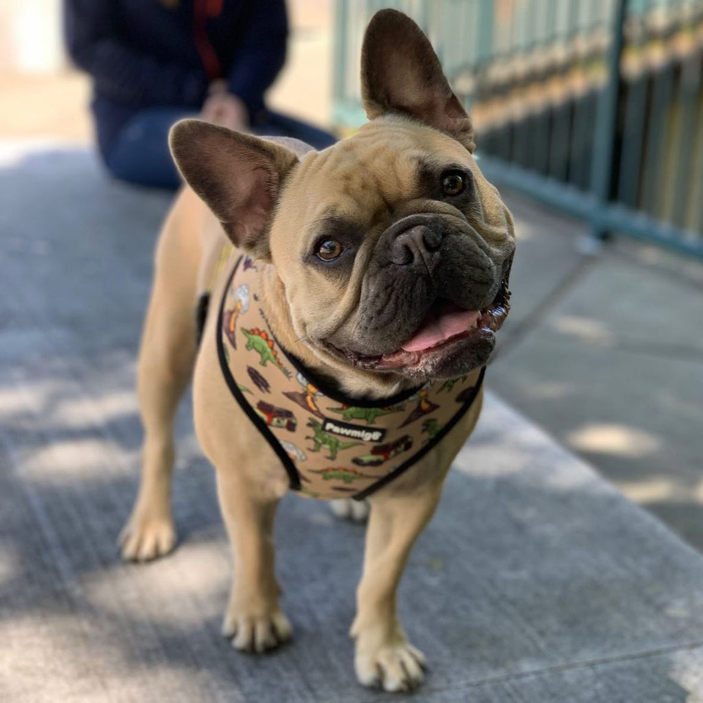Jurassic Bark Reversible Harness – Reversible Harness | Doggo Dream Shop