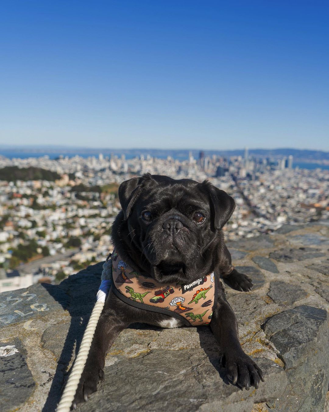 Jurassic Bark Reversible Harness – Reversible Harness | Doggo Dream Shop