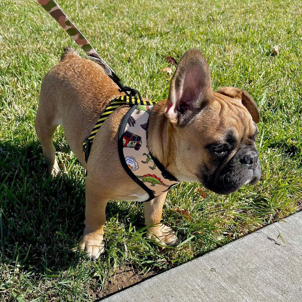 Jurassic Bark Leash Kit – Leash Kit | Doggo Dream Shop