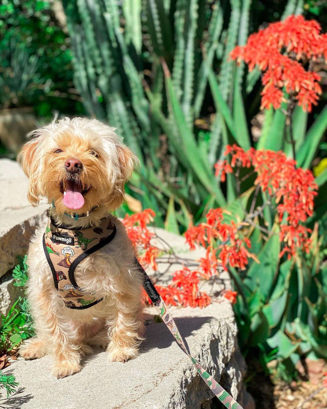 Jurassic Bark Reversible Harness – Reversible Harness | Doggo Dream Shop