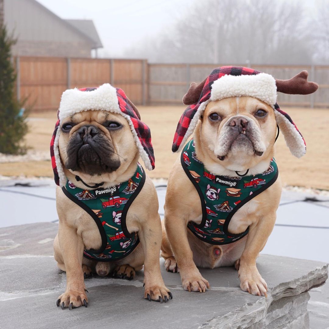 Lumbersnack Reversible Harness – Reversible Harness | Doggo Dream Shop