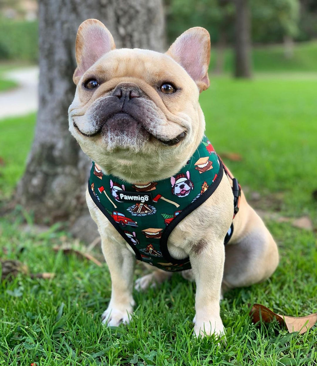 Lumbersnack Reversible Harness – Reversible Harness | Doggo Dream Shop