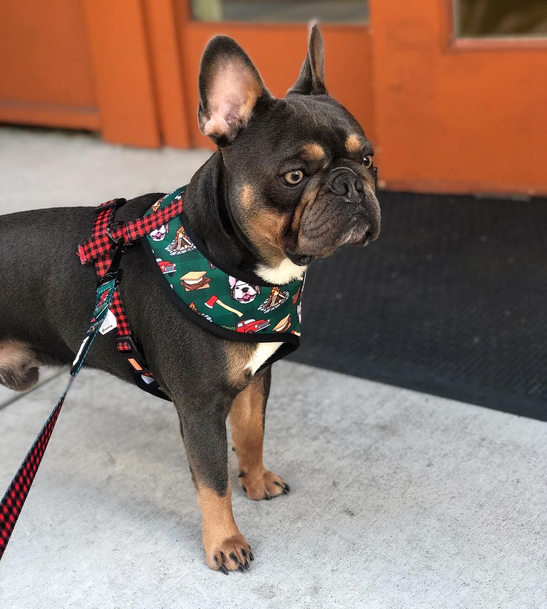 Lumbersnack Reversible Harness – Reversible Harness | Doggo Dream Shop