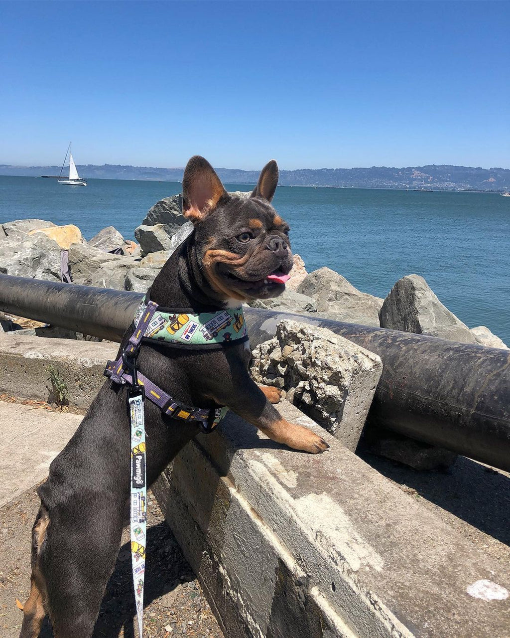 Muddy Paws Reversible Harness – Reversible Harness | Doggo Dream Shop