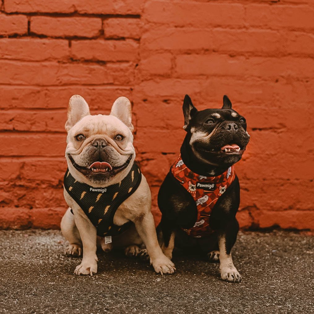 Pawgwarts Reversible Harness – Reversible Harness | Doggo Dream Shop