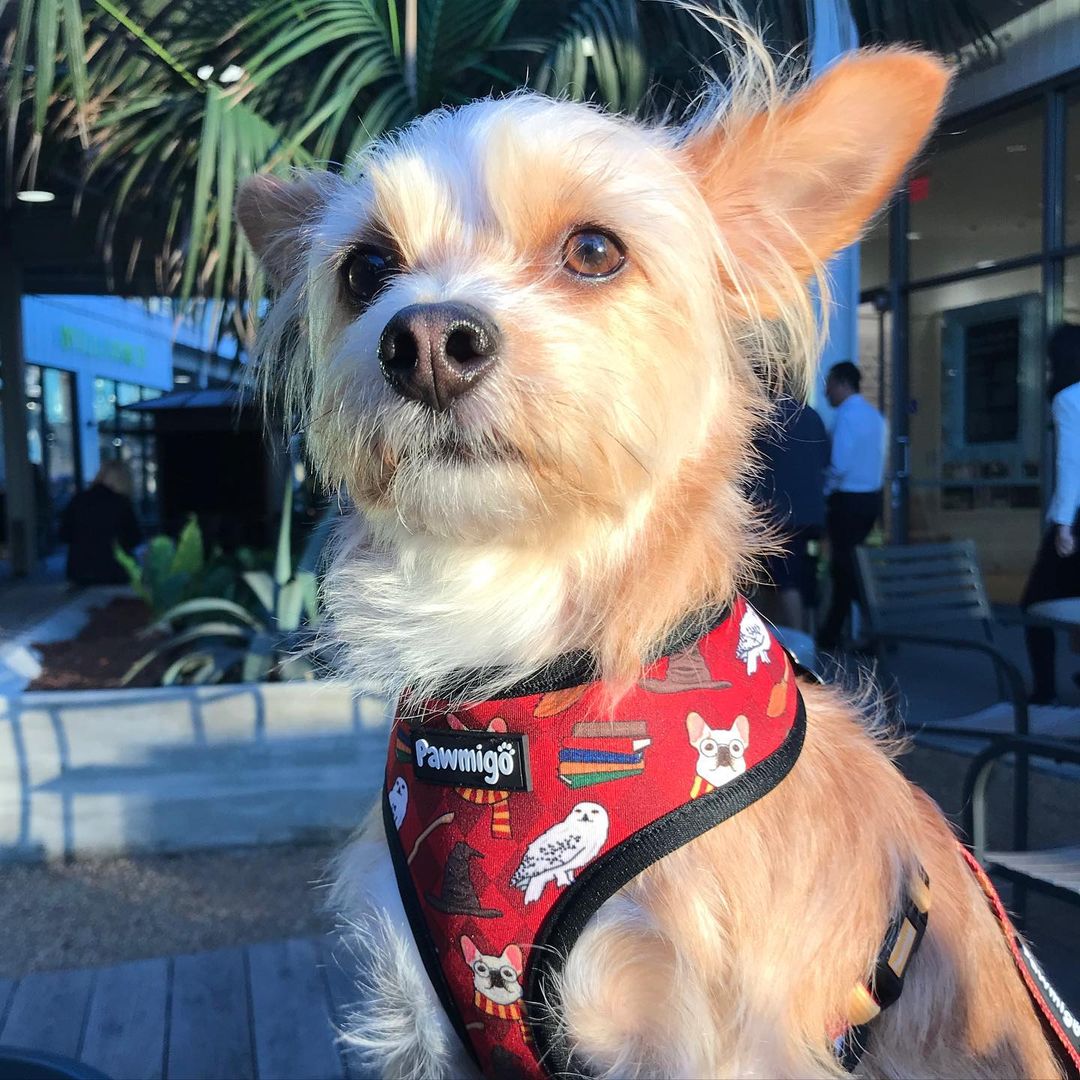 Pawgwarts Reversible Harness – Reversible Harness | Doggo Dream Shop