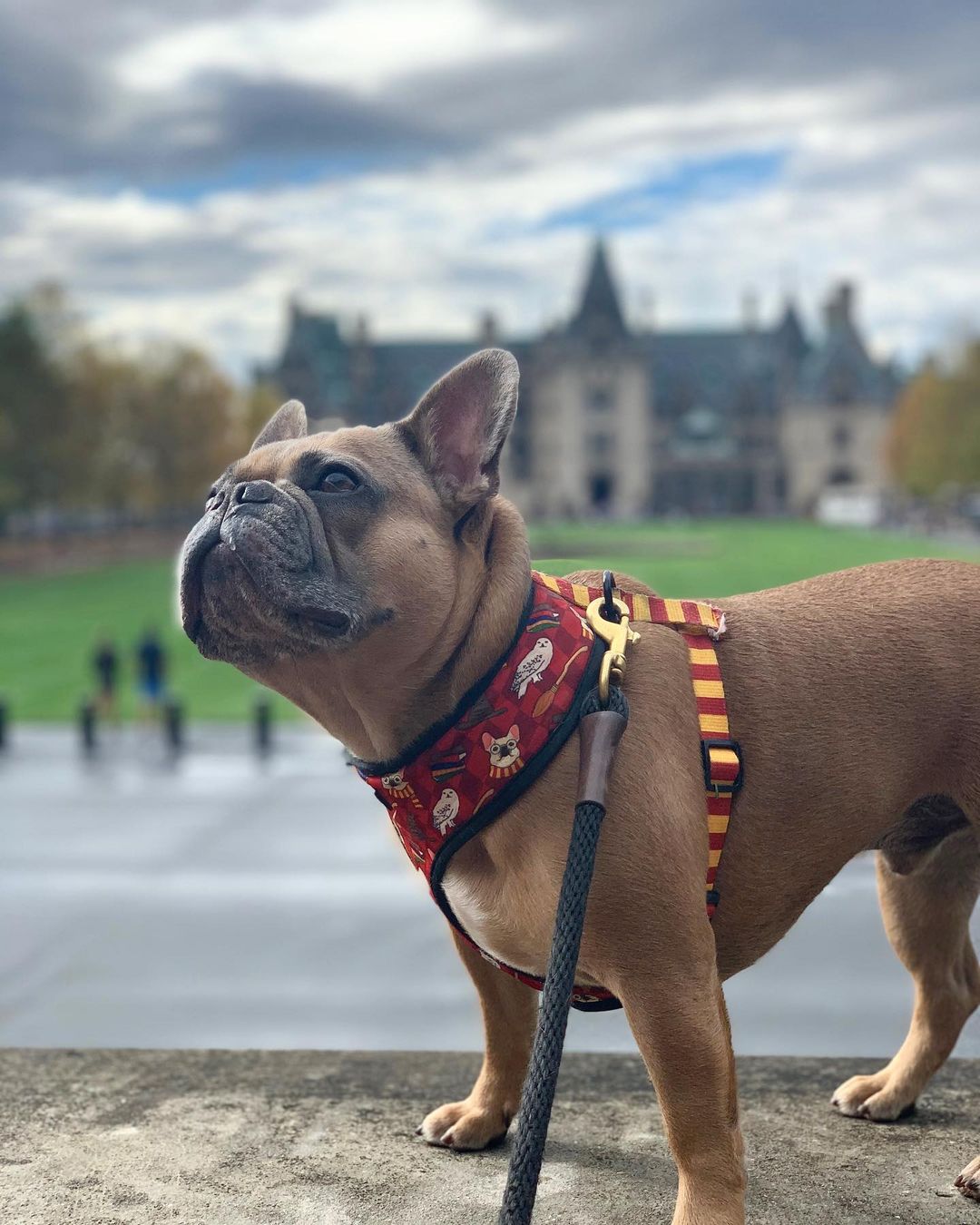 Pawgwarts Reversible Harness – Reversible Harness | Doggo Dream Shop