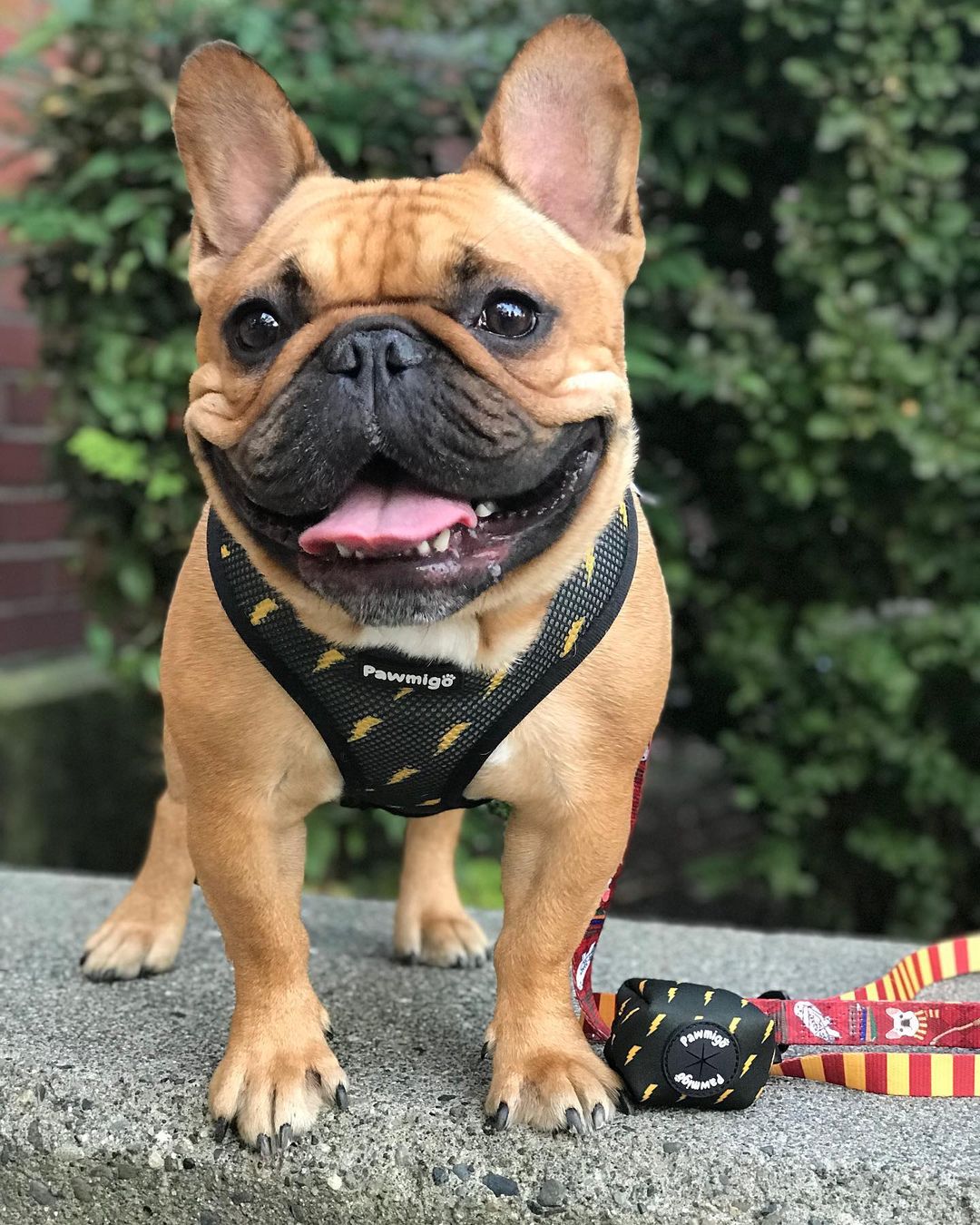 Pawgwarts Reversible Harness – Reversible Harness | Doggo Dream Shop