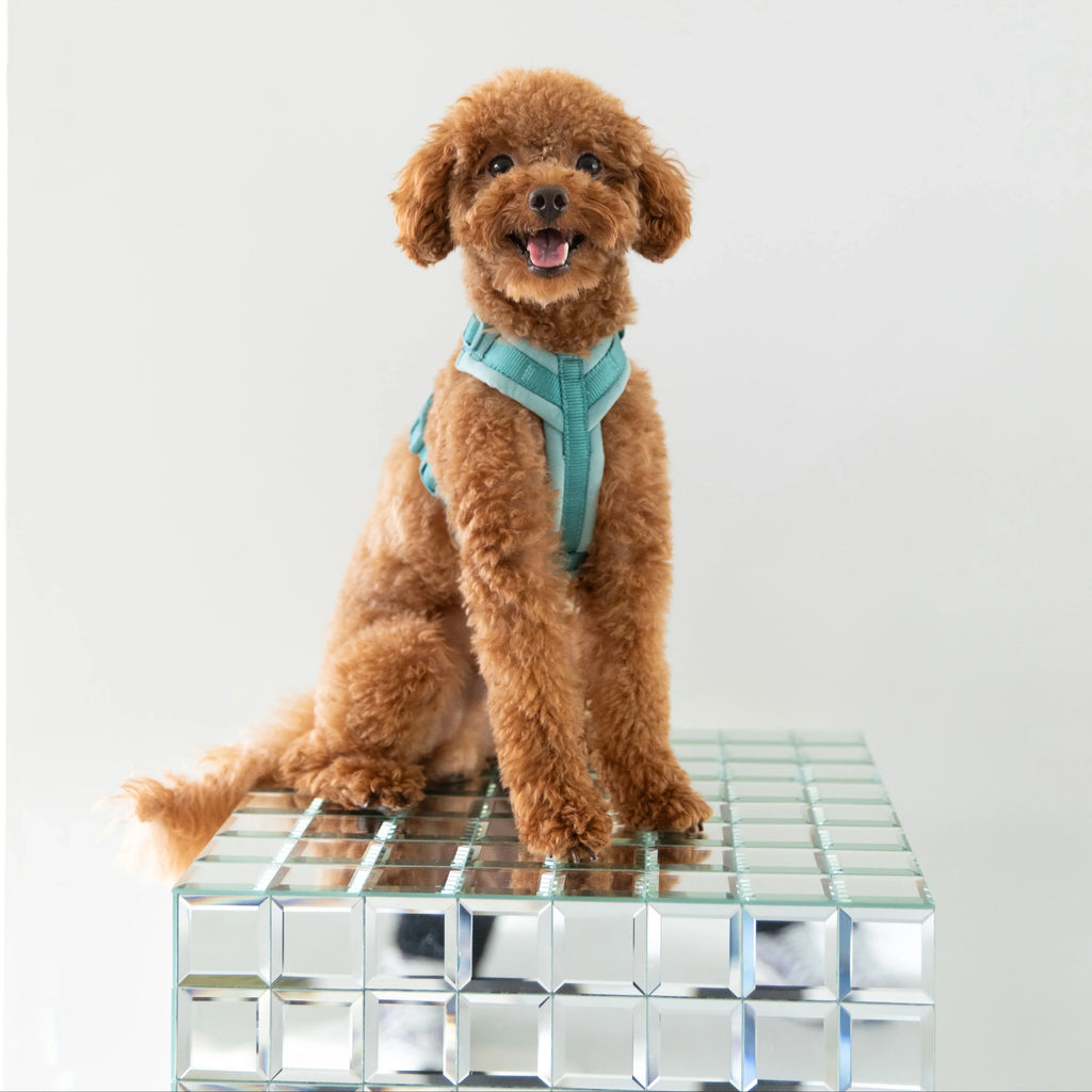 Lilac Velvet Dog Harness – 5-Point Adjustable Fit | FURLOU