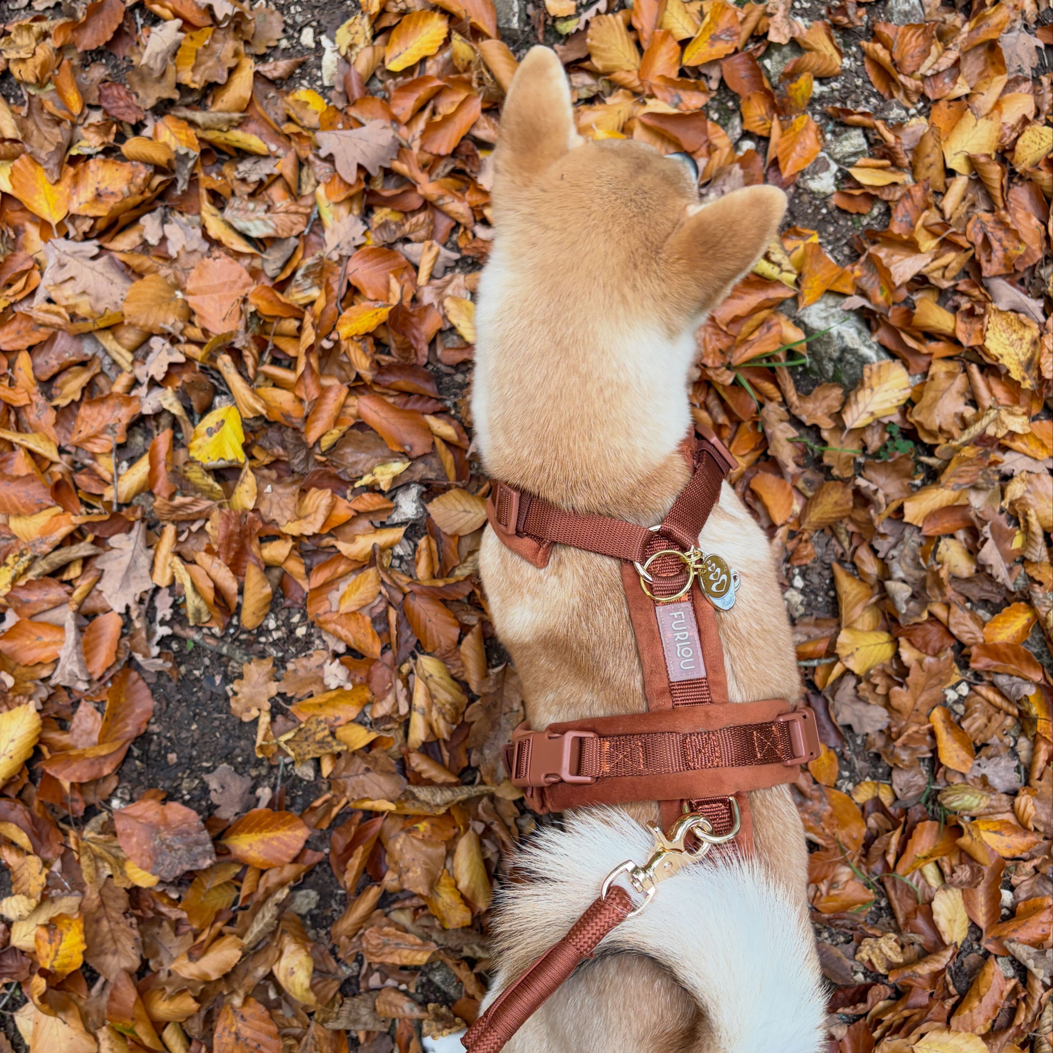 Clay Velvet Dog Harness – 5-Point Adjustable Fit | FURLOU