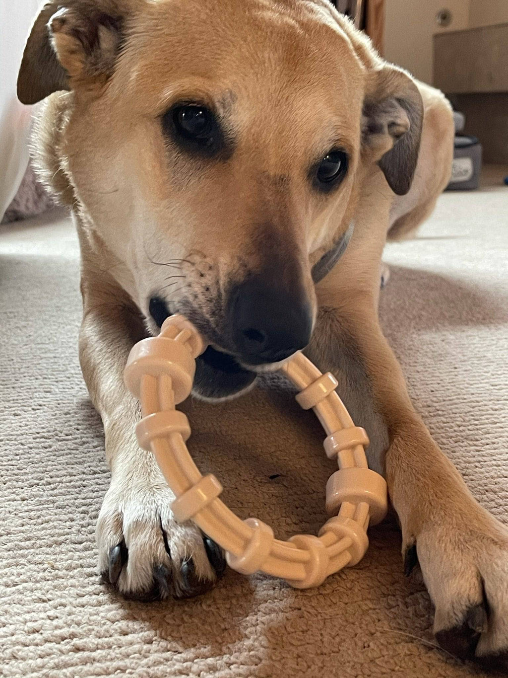 Chicken Flavored Nylon Teething Ring for Puppies & Aggressive Chewers | USA Made